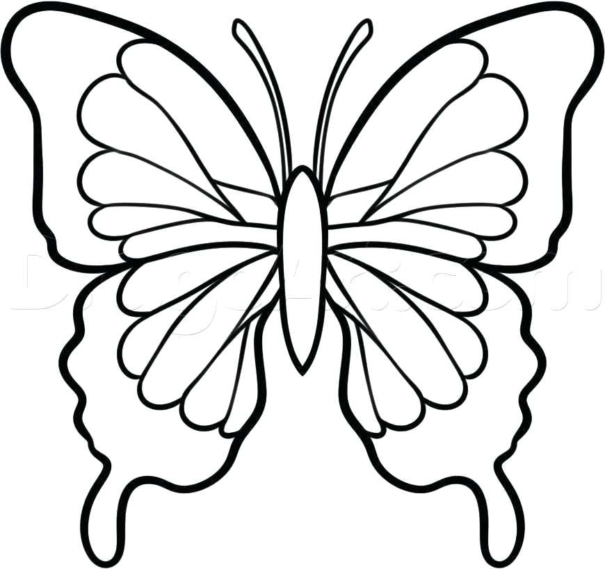 870x819 Butterflies Drawings