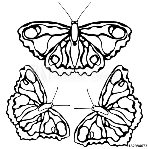 500x500 Butterflies Isolated On White Background Butterfly Design