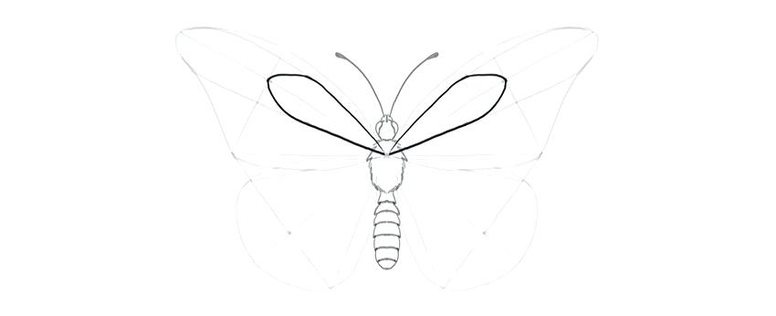 850x346 How To Draw Butterflies Step