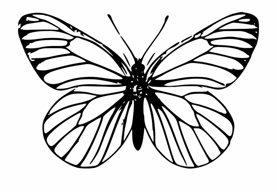 920x638 Monarch Butterfly Outline Drawing Template