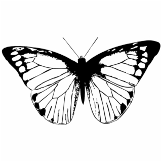 320x320 Hd Butterfly Pictures Black And White