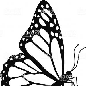 300x300 Monarch Butterfly Side View In Black And White Gm Soidergi