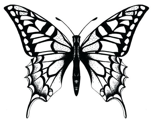 600x474 Butterfly Drawing