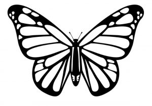 300x210 Easy Butterfly Drawing Sizable Easy Butterflies To Draw Butterfly
