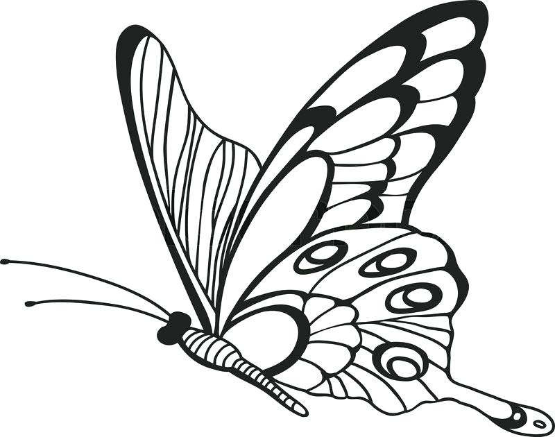 Butterfly Drawing Easy | Free download on ClipArtMag