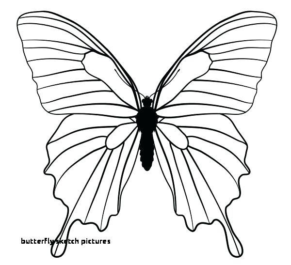 600x547 Drawing Of Butterfly For Kids