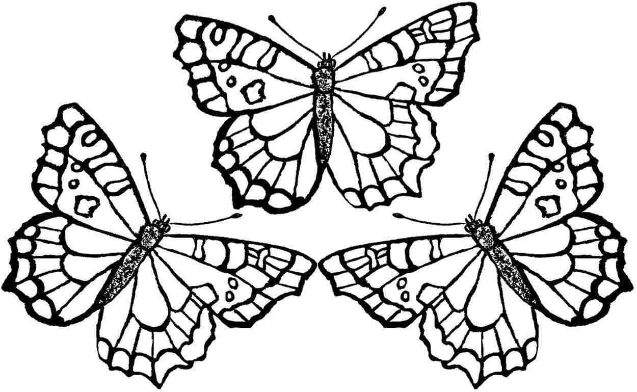 1250x769 Butterfly Coloring Pages For Kids Drawing Clip Art Library
