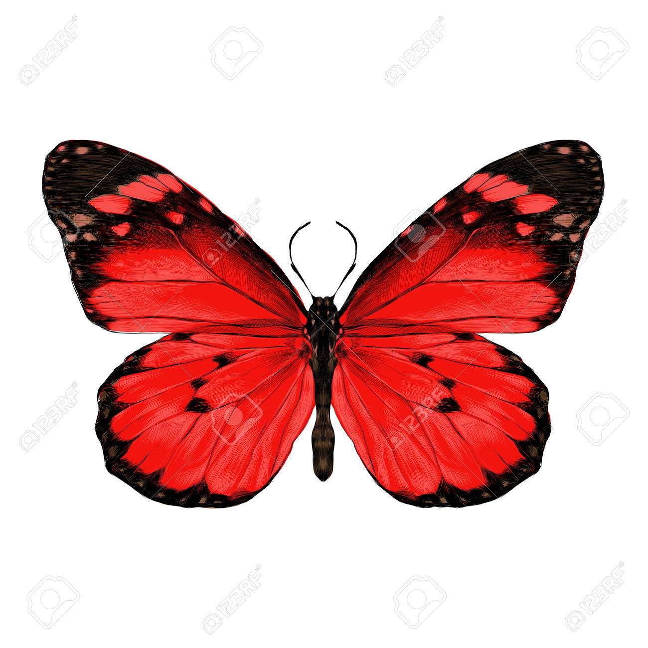 1300x1300 Drawing Butterfly Pictures