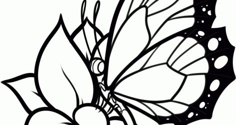 471x250 Butterfly Drawing Easy Method Video Ideas Side View For Beginners