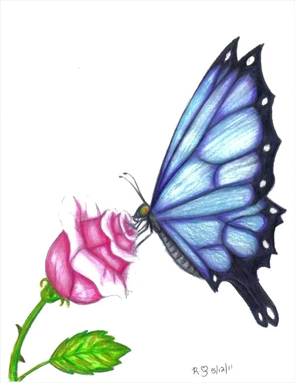 600x779 Butterfly Drawings Art Ideas Free Premium Templates Colored