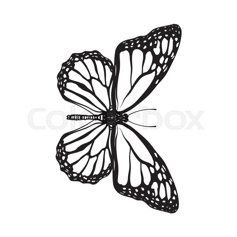 800x800 Butterfly Sketch Pictures