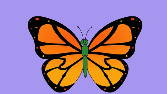 550x309 Ways To Draw A Butterfly Step