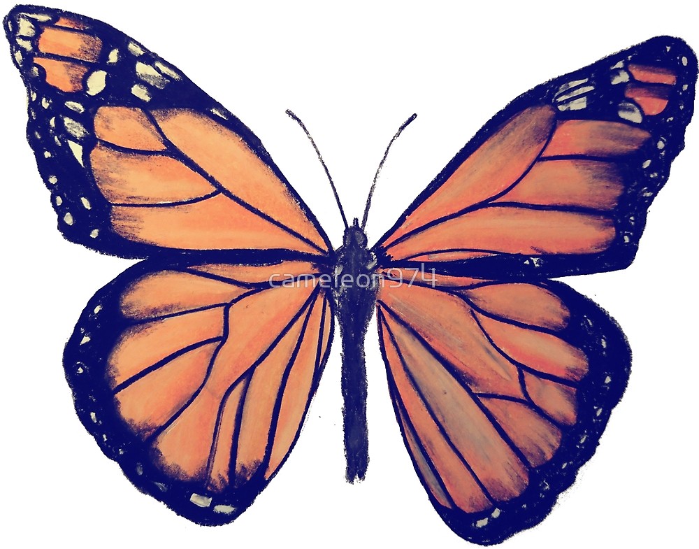1000x785 Monarch Butterfly Drawing