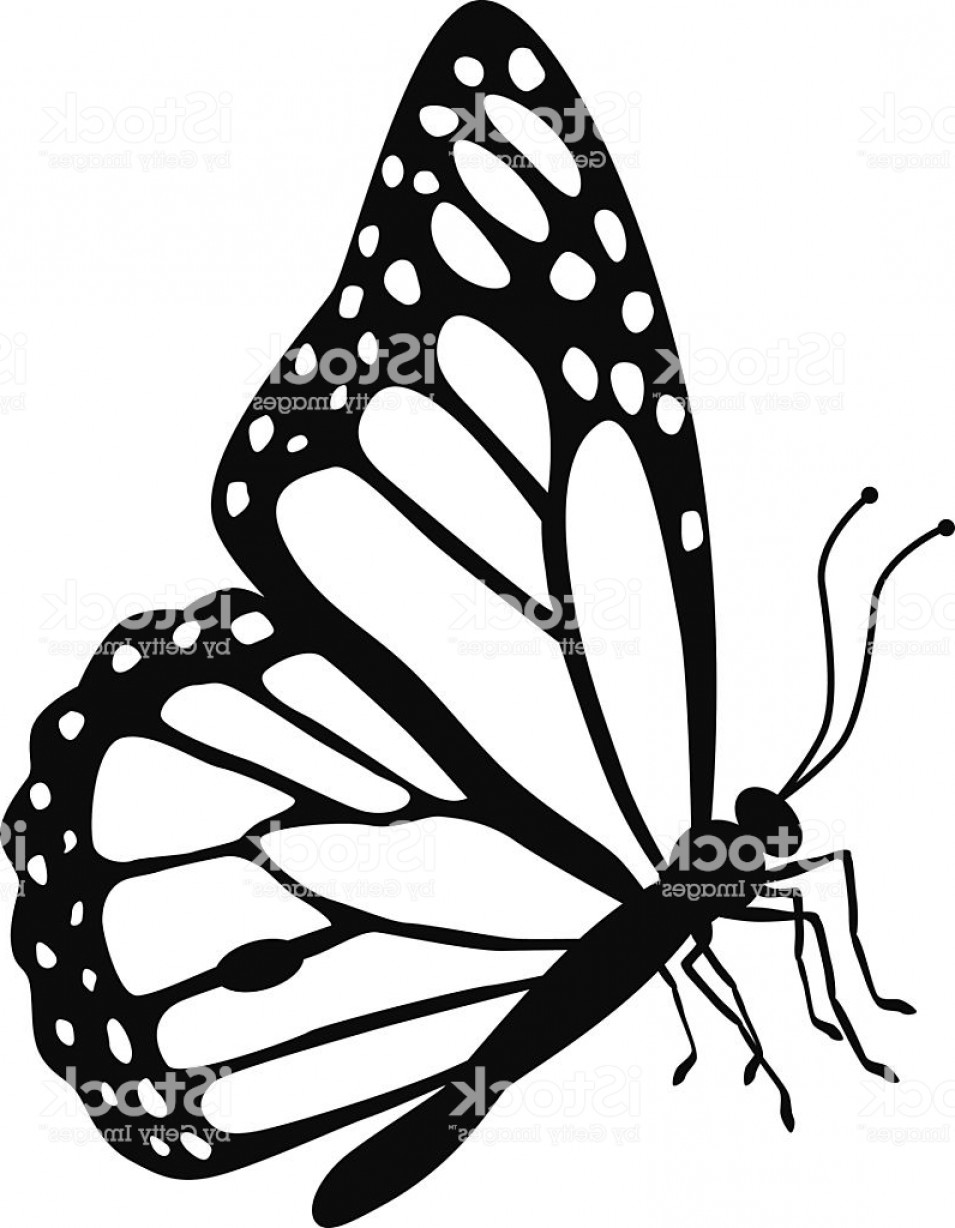 955x1228 Huge Collection Of 'monarch Butterfly Drawing Black And White