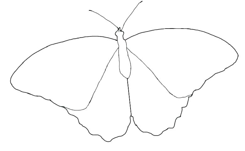 781x481 Outline Of A Butterfly Outline Butterfly Art Projects For Kids