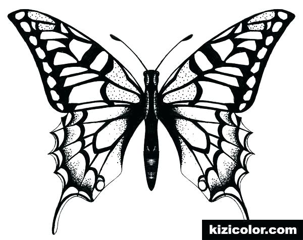 600x474 Butterfly Drawing Images Butterfly Images Drawing Outline