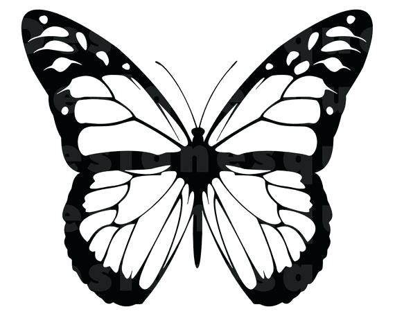 570x456 Butterfly Outline Butterfly Outline Clipart Black And White