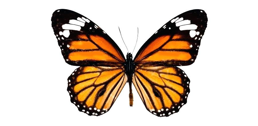 900x440 Drawing A Butterfly How To Draw A Realistic Butterfly Step