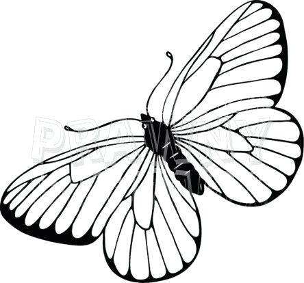 444x414 Drawing Of Butterfly How To Draw A Butterfly On A Flower Step