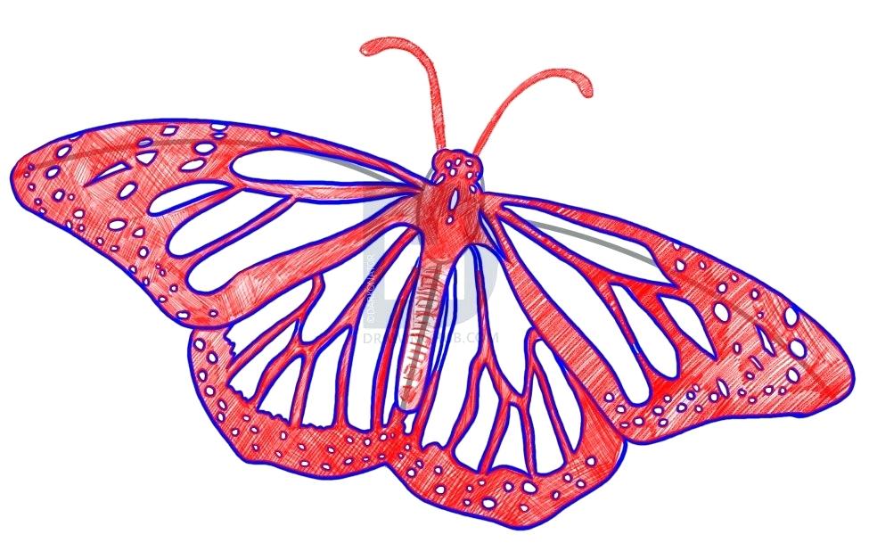 975x609 How To Draw Butterflies Step