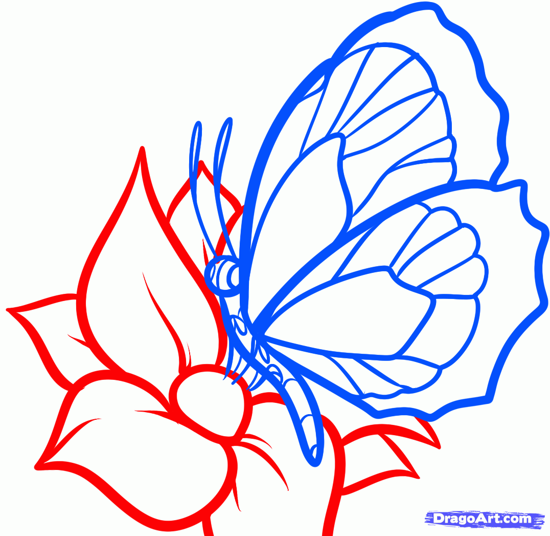 1076x1047 How To Draw A Butterfly On A Flower, Butterfly And Flower Step