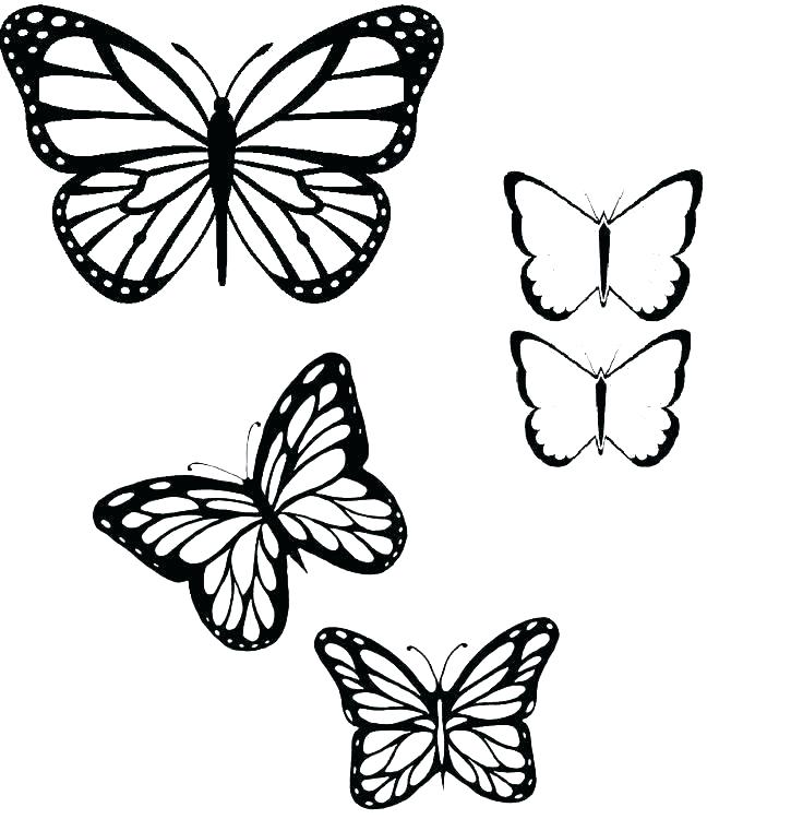 736x761 Outline Butterfly Templates Printable Flying Images Tattoo