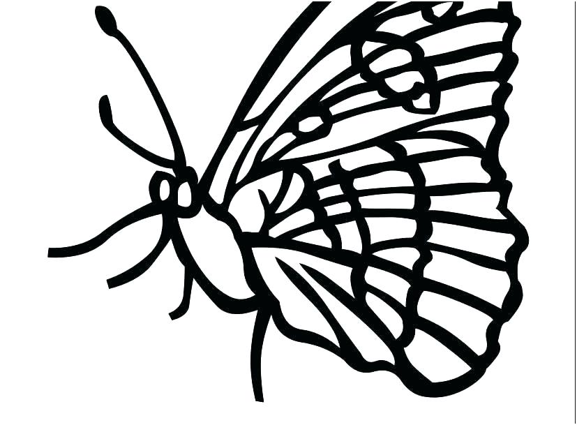 827x609 Butterfly Drawing Template At Free For Personal Pattern Masquerade
