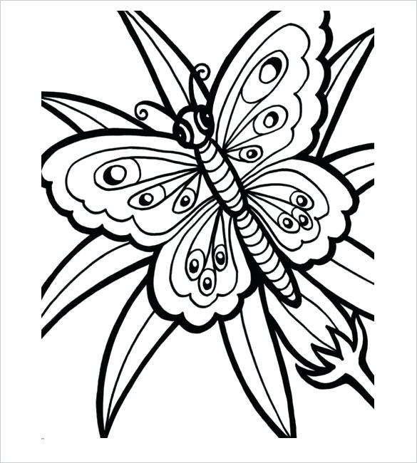 585x650 Template Of Butterfly