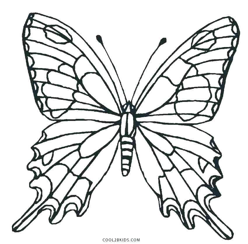 850x835 Butterfly Coloring Template Coloring Pages Printable Simple