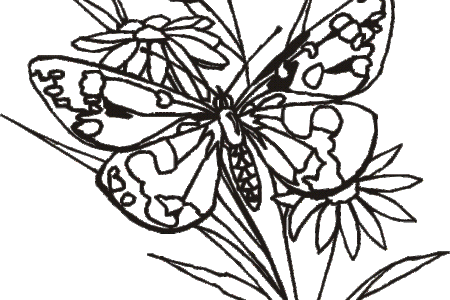 Butterfly Drawings In Pencil | Free download on ClipArtMag