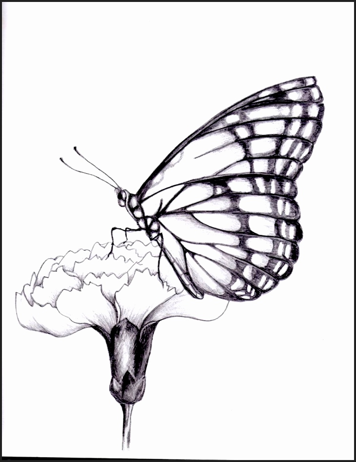 730x945 Drawn Butterfly Flower Drawing Pencil And In Color Drawn Drawings