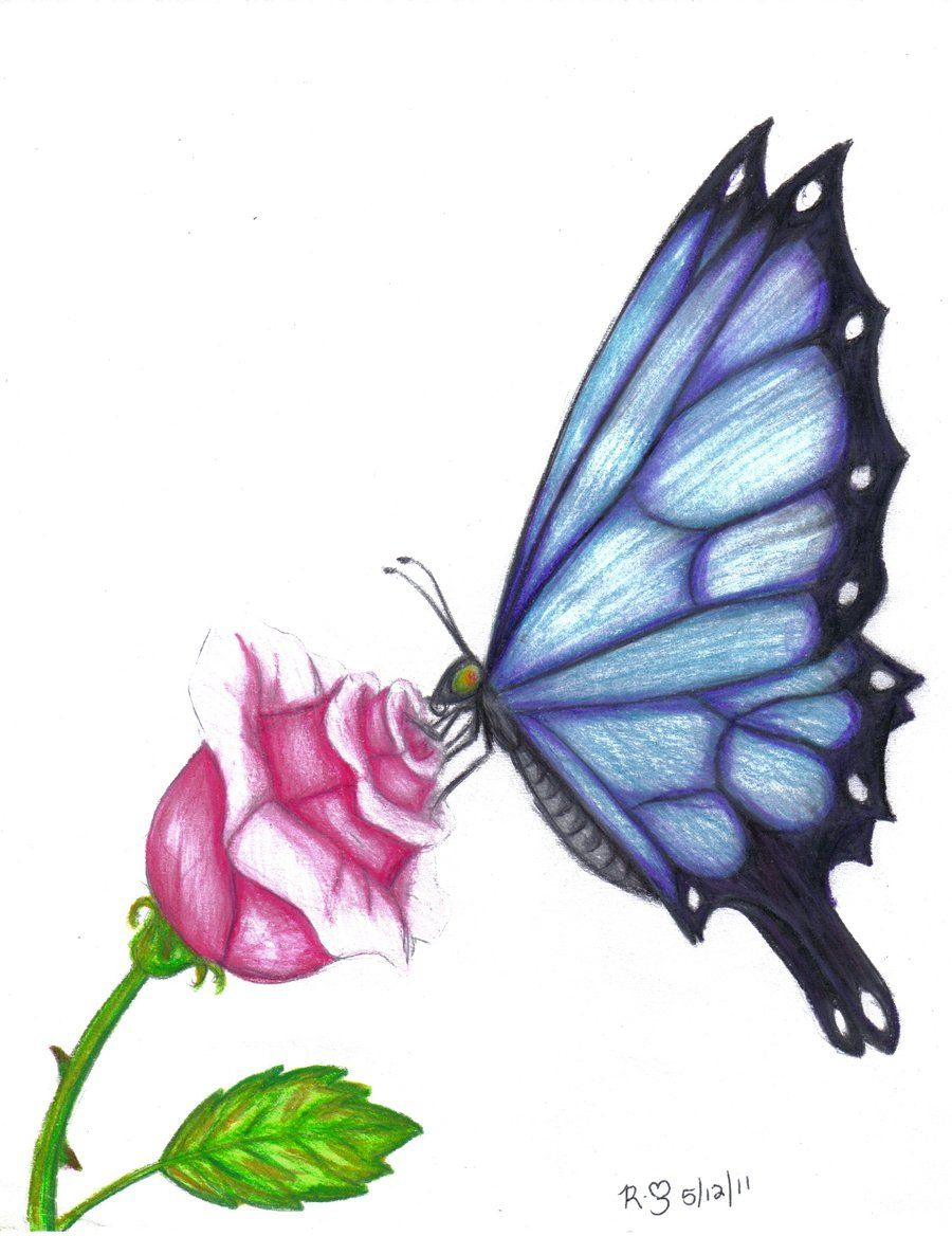 900x1168 Flower With Butterfly Color Sketch Butterfly Drawings In Color