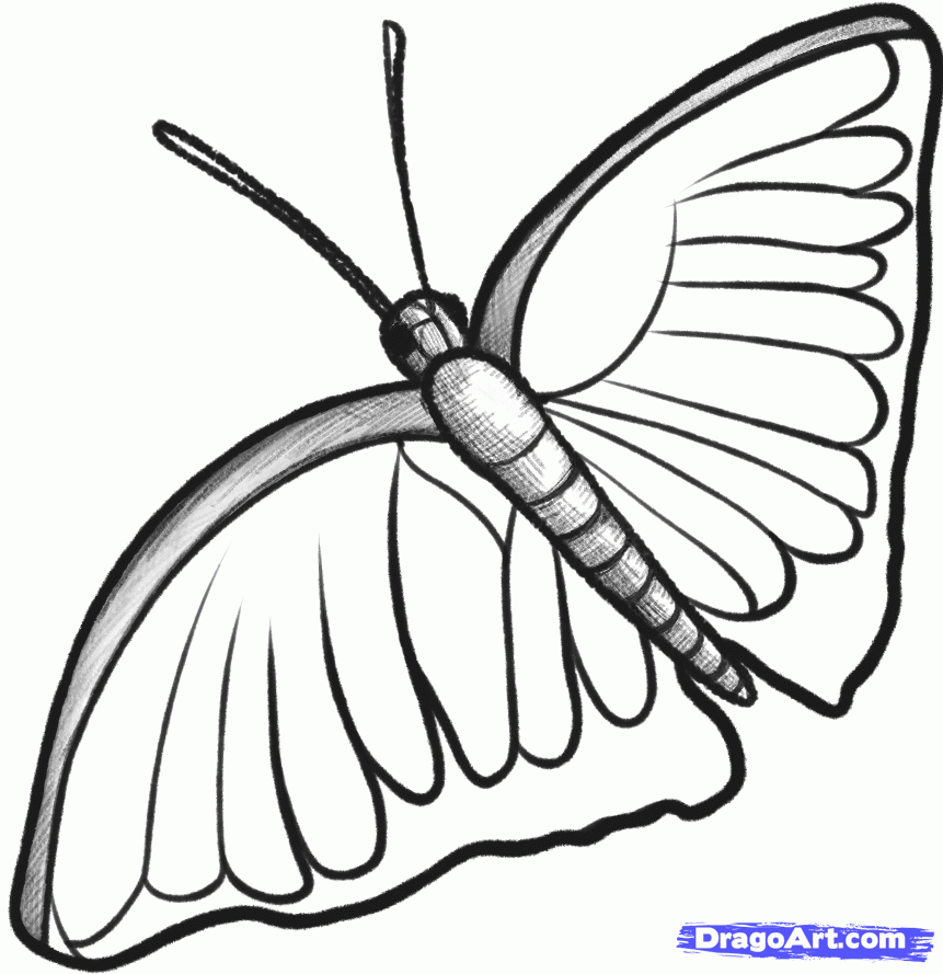 861x889 How To Sketch A Butterfly, Step