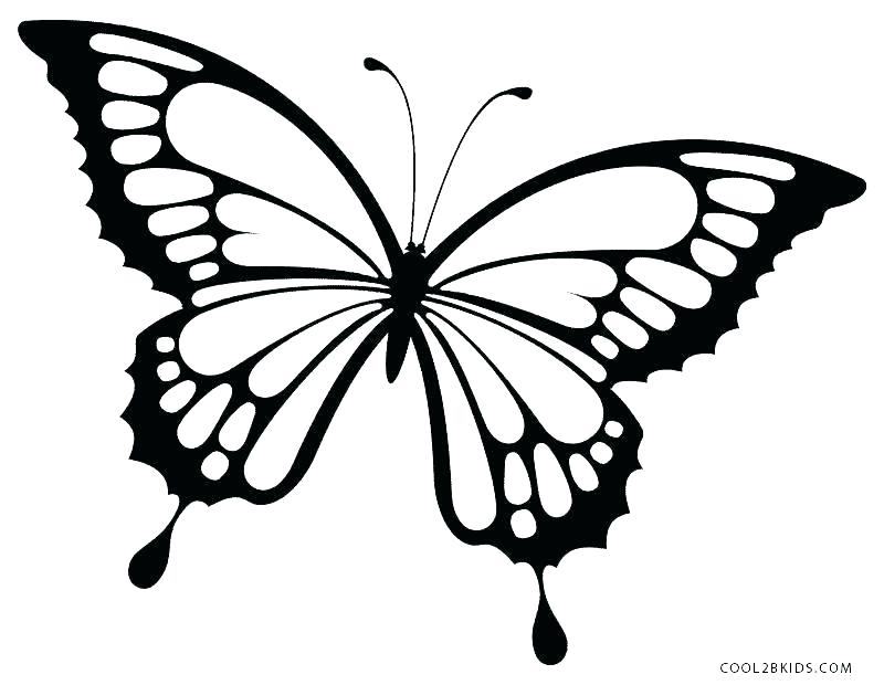 800x620 Drawings Of A Butterfly