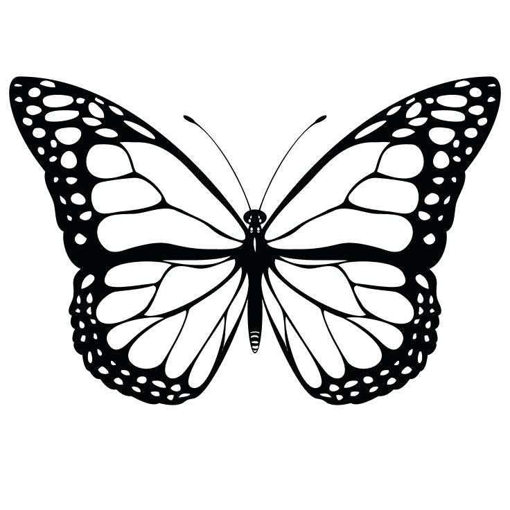 736x736 Butterflies To Draw Description When You Are Done Your Realistic