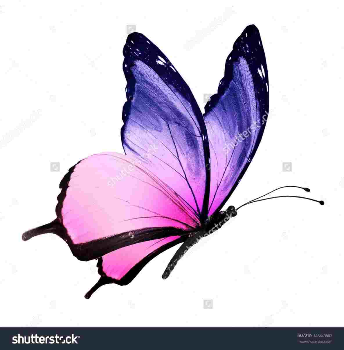 1185x1204 Butterfly On Flower Drawings With Color