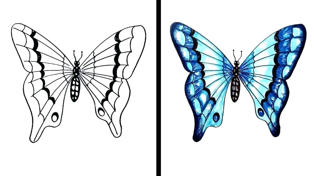 Butterfly Drawings With Color | Free download on ClipArtMag