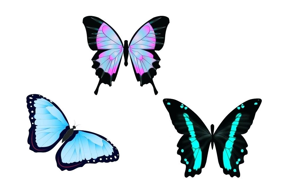 960x637 Butterfly Drawing Color