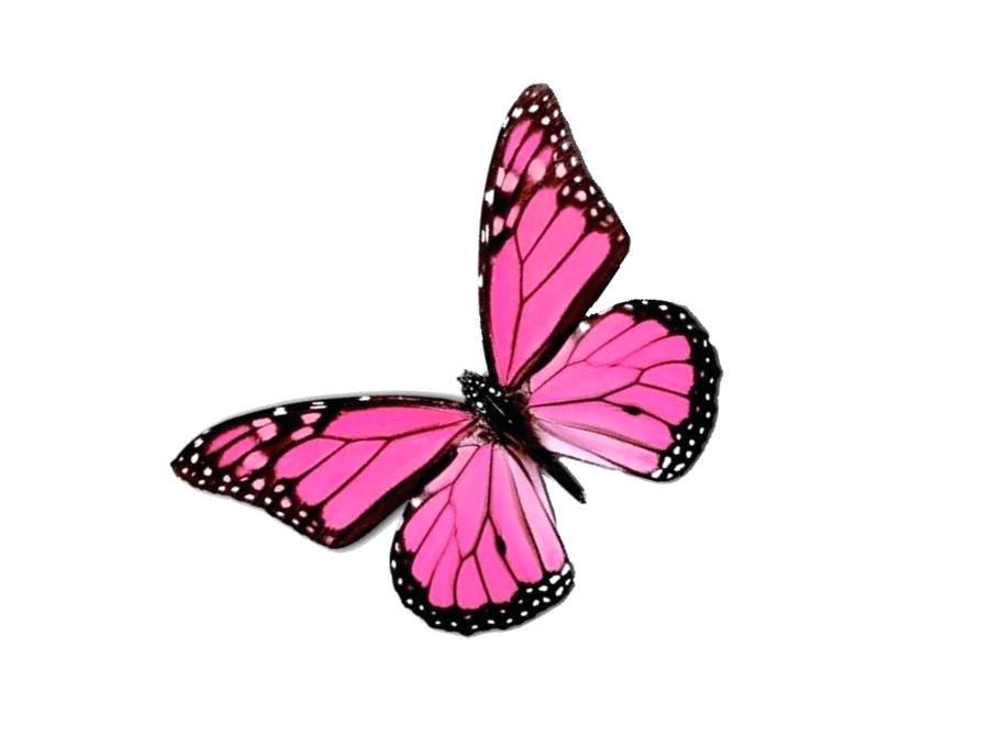 Butterfly Drawings With Color | Free download on ClipArtMag