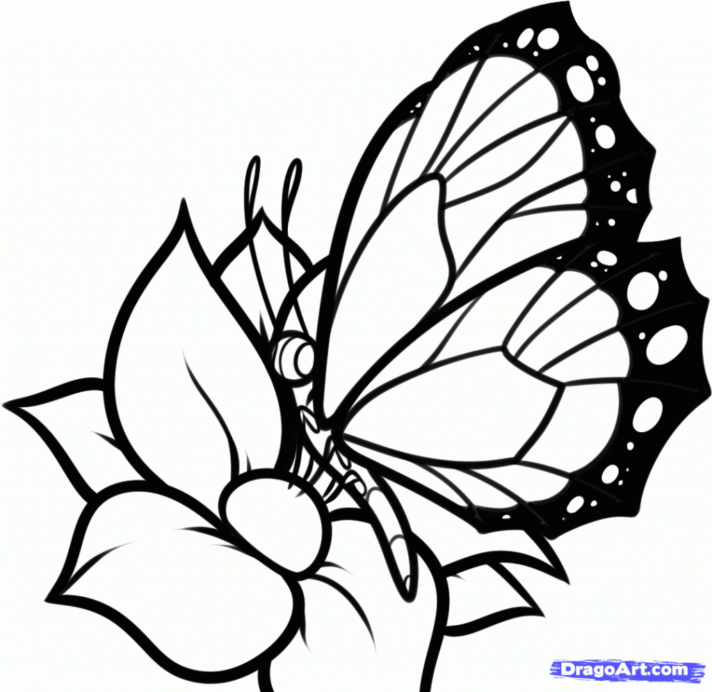 Butterfly Flower Drawing