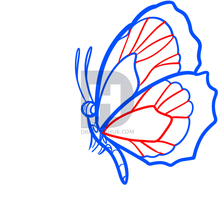 739x720 How To Draw A Butterfly On A Flower, Butterfly And Flower, Step