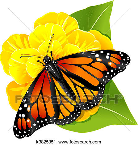 447x470 Monarch Butterfly Clipart Flower Drawing