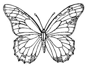 290x222 Monarch Butterfly Clipart Flower Drawing