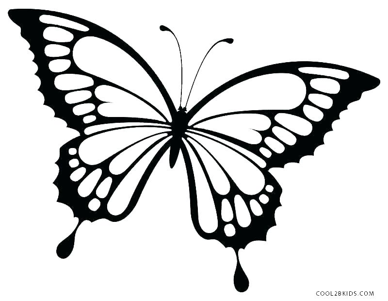 Butterfly Flying Drawing