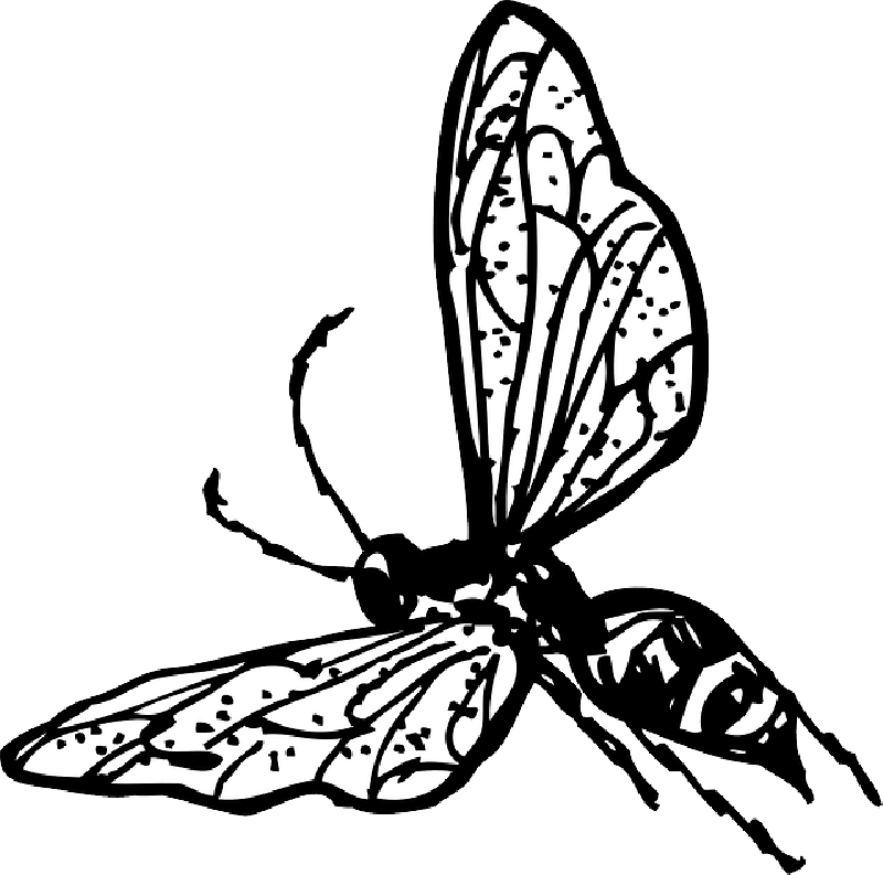 800x793 Collection Of Free Bee Drawing Butterfly Download On Ui Ex