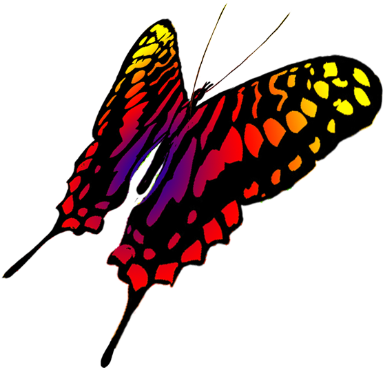 Butterfly Flying Drawing | Free download on ClipArtMag