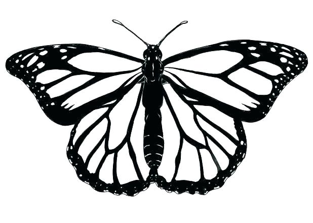 618x440 Outline Of A Butterfly