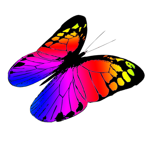 591x591 Butterfly Clipart