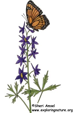 258x391 Plant A Butterfly Garden