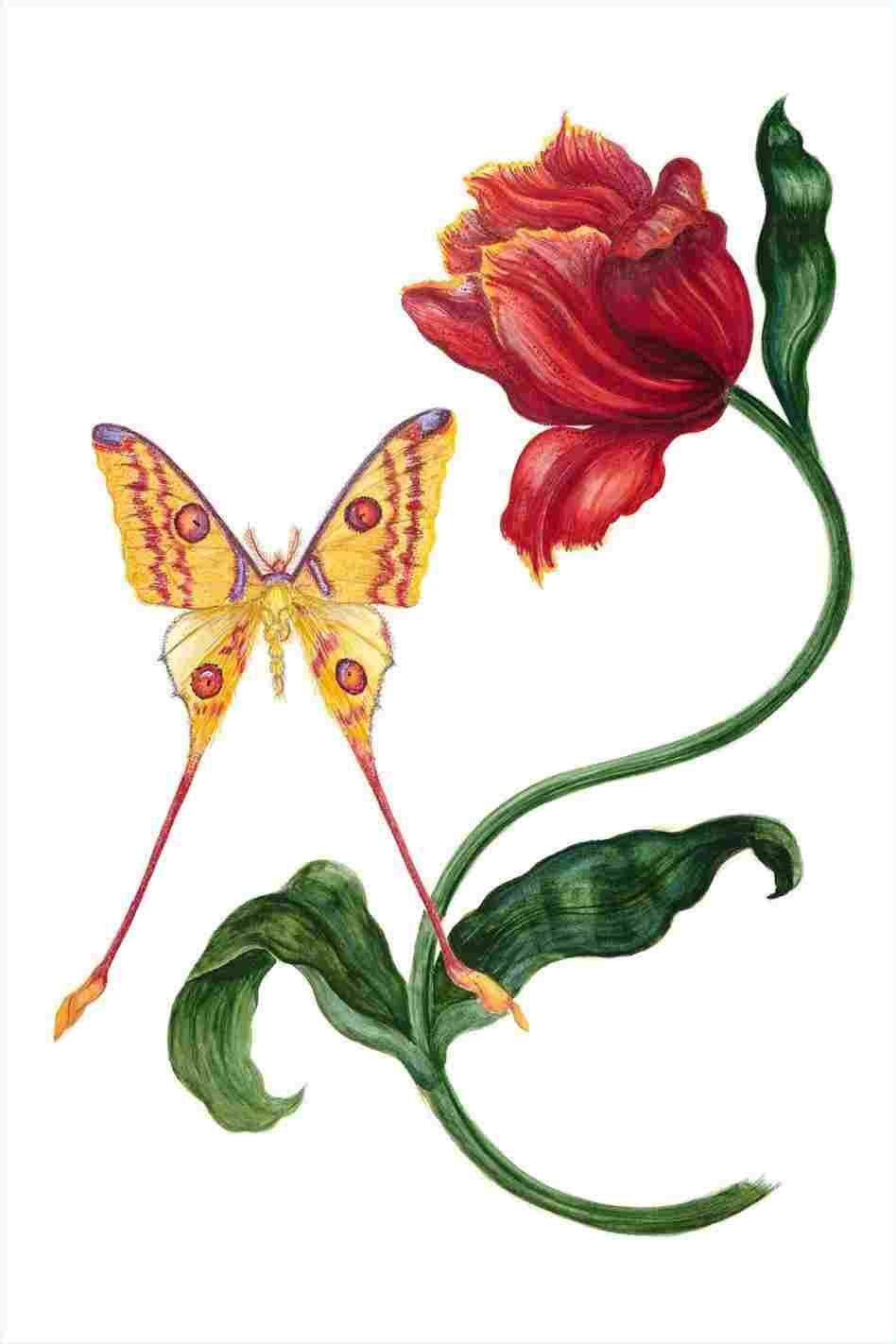 948x1422 Simple Butterfly In The Garden Drawing